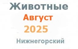 Животные и корма в августе
