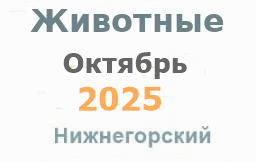 Животные и корма в октябре