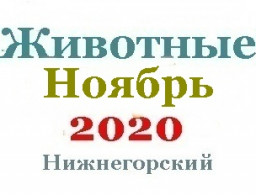 Животные в ноябре