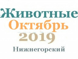 Животные в октябре