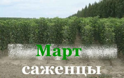 Саженцы в марте