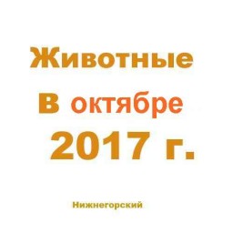 Животные в октябре