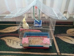 Продам попугая карела