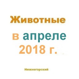 Животные в апреле