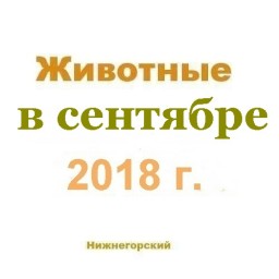 Животные в сентябре