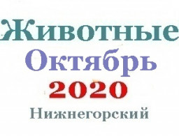 Животные в октябре