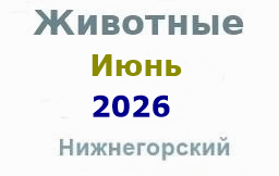 Животные и корма в июне