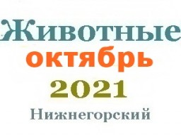 Животные и корма