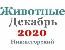 Животные в декабре