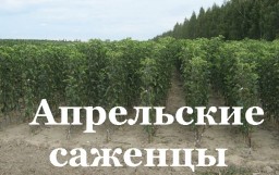 Саженцы рассада в апреле