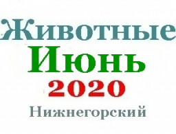 Животные в июне