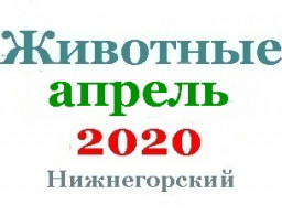 Животные в апреле