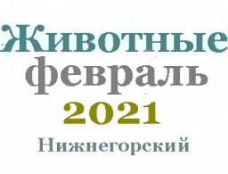 Животные и корма в феврале