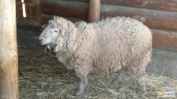 Продам баранов живым весом