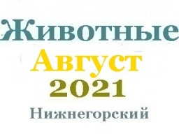 Животные в августе