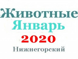 Животные и корма в январе