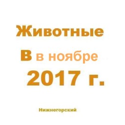 Животные в ноябре