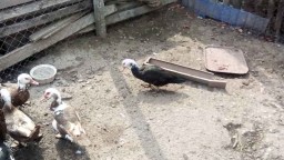 Куплю селезня индоутки