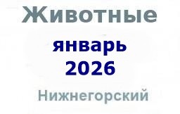 Животные и корма в январе