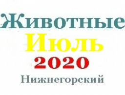 Животные в июле