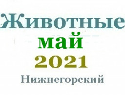 Животные в мае