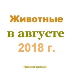 Животные в августе