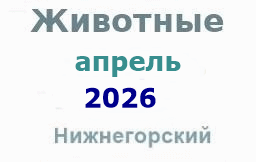 Животные и корма в апреле Животные и корма в апреле