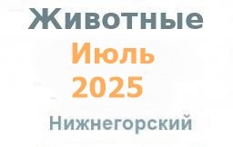 Животные и корма в июле