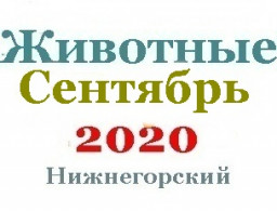 Животные в сентябре