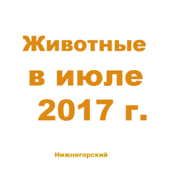 Животные в июле