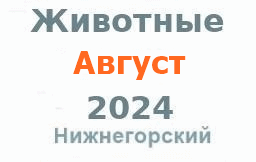 Животные и корма в августе