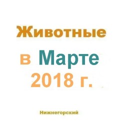 Животные в марте