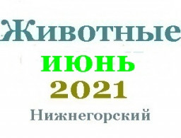 Животные в июне