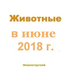 Животные в июне