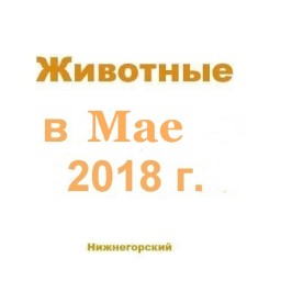 Животные в мае