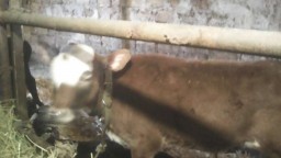 Продам бычка 4 месяца красно-белый