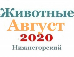 Животные в августе