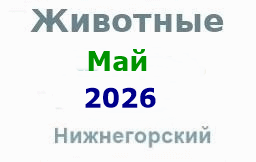 Животные и корма в мае