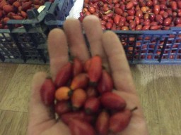 ​Продам шиповник (плоды)