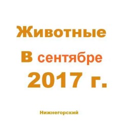 Животные в сентябре