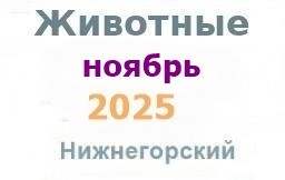 Животные и корма в ноябре Животные и корма в ноябре
