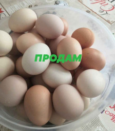 Продам куриные яйца