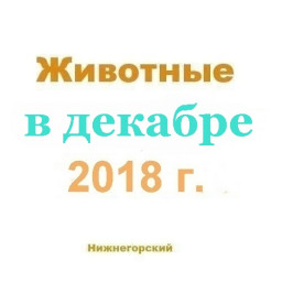 Животные в декабре