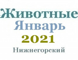 Животные в январе