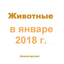 Животные в январе