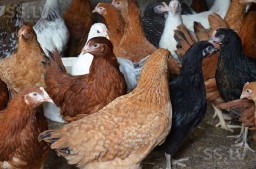 ​Продам подрощенных кур