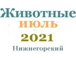 Животные в июле