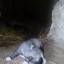 Принимаю заказ на щенков алабая 2